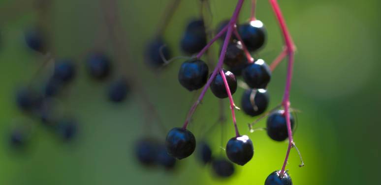 Herbs for Winter Wellness