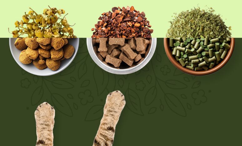 Botanical Ingredients for Pet Wellness