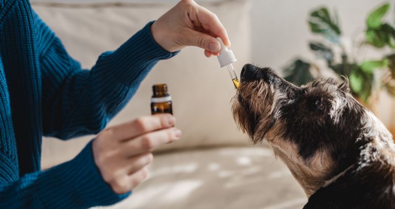 Botanical tincture for pet products