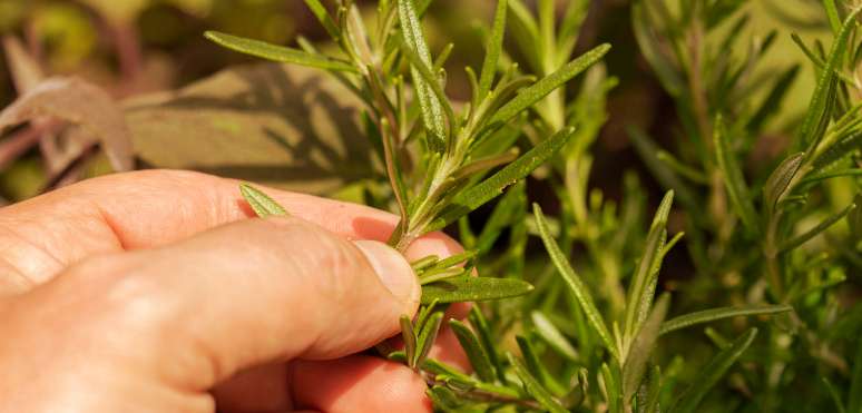 Where to buy sustainably sourced rosemary Image