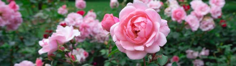 Rose Petals