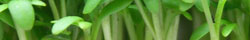 Watercress herb