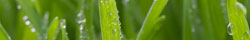 Wheatgrass