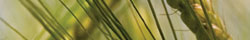 Barley grass