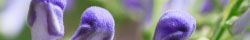 Skullcap