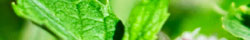 Spearmint