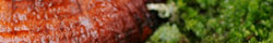 Reishi mushroom
