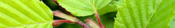 Slippery elm bark