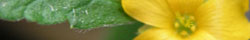 Damiana