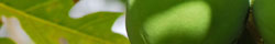 Papaya leaf