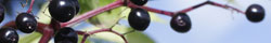 Elderberry