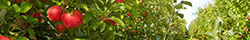 Apple Cider Vinegar