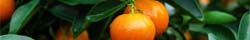 Mandarin