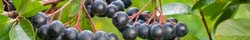 Aronia