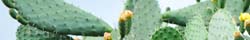 Nopal