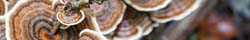 Turkey Tail Mushroom