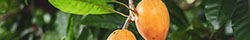Lucuma Tree
