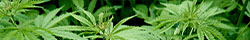 Hemp