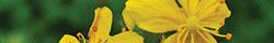 Agrimony