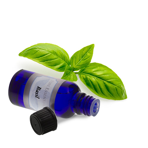 buy bulk basil essential oil