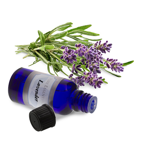 bulk lavender essential oil