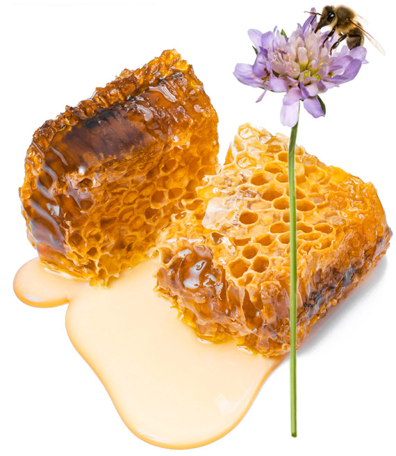 honeycomb flower bee