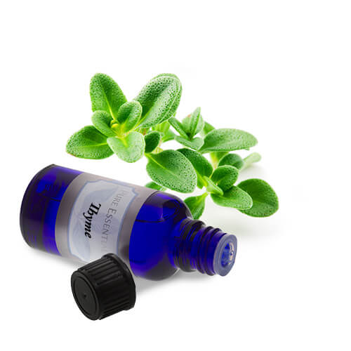 buy bulk thyme essential oil
