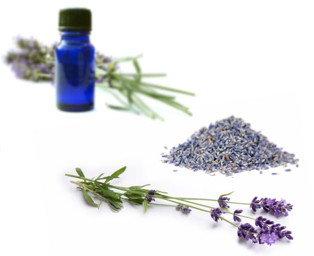 lavender