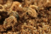 Jamaican Jerk Seasoning spice blend image