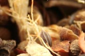Pickling Spice image