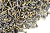 Lavender flower (Ultra), strong blue color image
