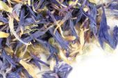 Cornflower image