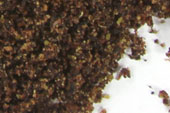 Elderberry, powder image