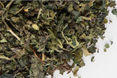 Nettle leaf, c/s image