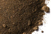 Amla berry, powder, organic image