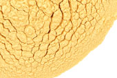 Mango juice, powder image
