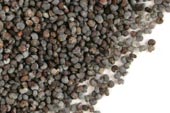 Poppy seed, whole image