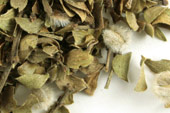 Chaparral leaf, c/s, wild crafted image