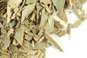 Eucalyptus leaf, c/s image