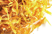 Marigold (calendula), whole image