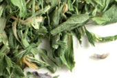 Alfalfa leaf, c/s image