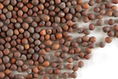 Mustard seed, brown, whole image