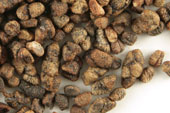 Cardamom (decorticated), whole image