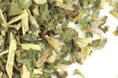 Wild lettuce herb, c/s, wild crafted image