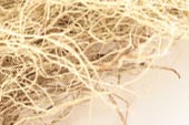 Usnea lichen, whole, wild crafted image