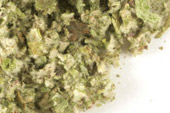 Coltsfoot leaf, c/s, wild crafted image