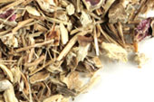 Echinacea purpurea root, c/s image