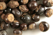 Guarana seed, whole image