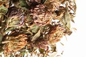 Red clover tops, whole Organic image