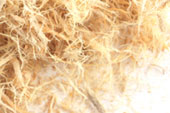 Slippery elm bark, c/s, wildcrafted image